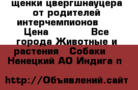 щенки цвергшнауцера от родителей интерчемпионов,   › Цена ­ 35 000 - Все города Животные и растения » Собаки   . Ненецкий АО,Индига п.